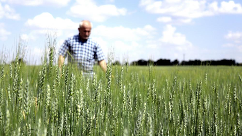 Buğday ve arpa alım fiyatları üreticileri sevindirdi