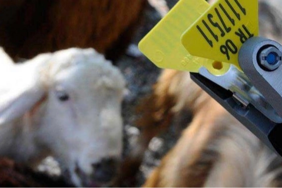 Hayvan sahiplerine aşı ve k&uuml;pe &uuml;cretlerinde &ouml;nemli ayar... O &uuml;cretler desteklemeden d&uuml;şecek