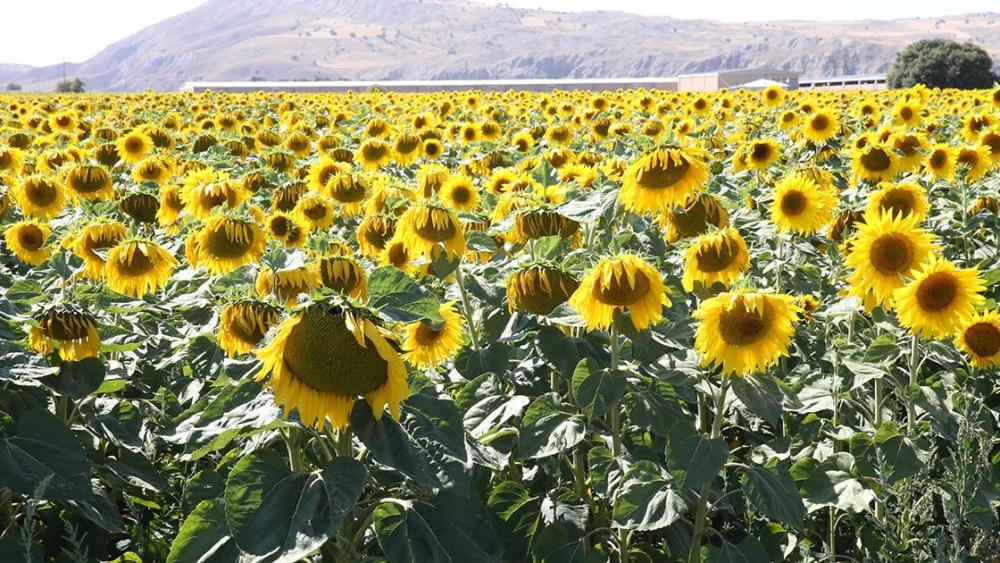 Ayçiçeği ekim alanı 22 kat artan Sivas'ta 45 bin ton rekolte bekleniyor