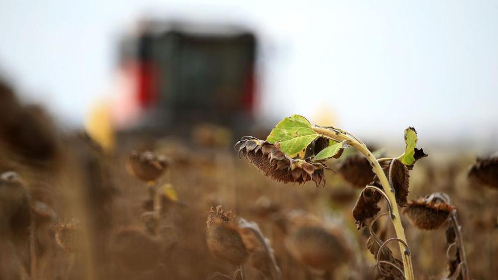 Trakya'da ayçiçeği üreticisi yüksek verimle hasat mesaisi yapıyor